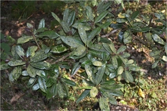 Nothopegia colebrookiana